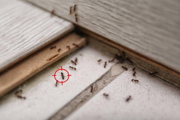 Best Wildlife Control Services  in Laingsburg, MI