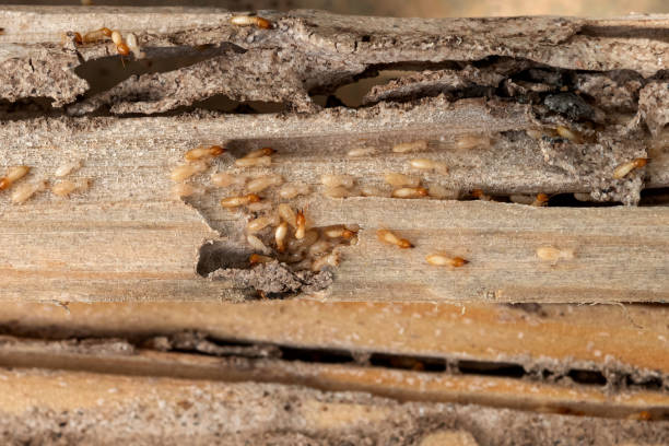 Best Bed Bug Extermination  in Laingsburg, MI